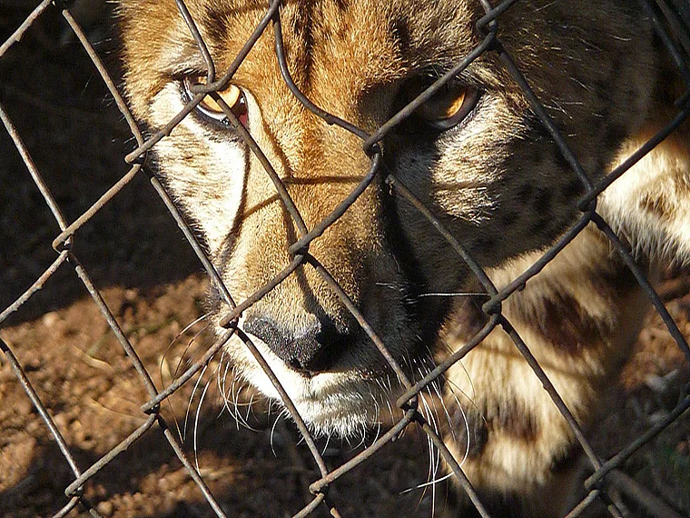 Südafrika Ann van Dyk Cheetah Centre Gepard hinter Zaun groß
