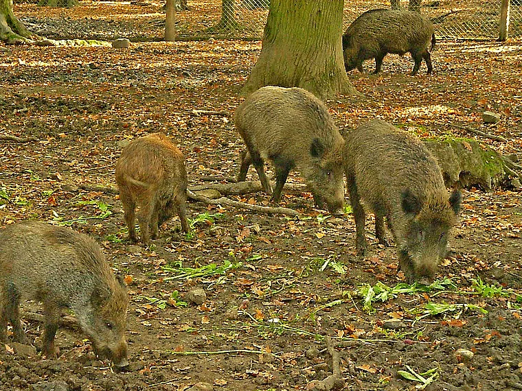 Springe Saupark Wildschweine