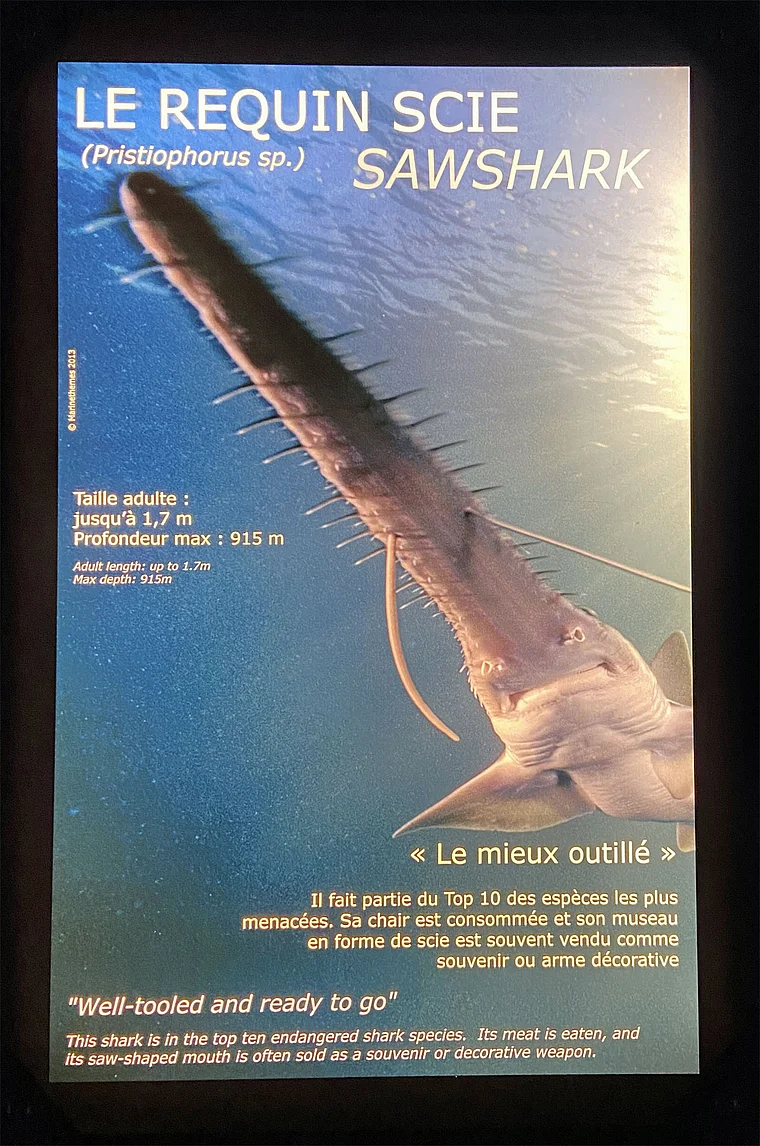 Boulogne-sur-Mer Aquarium Sägehai