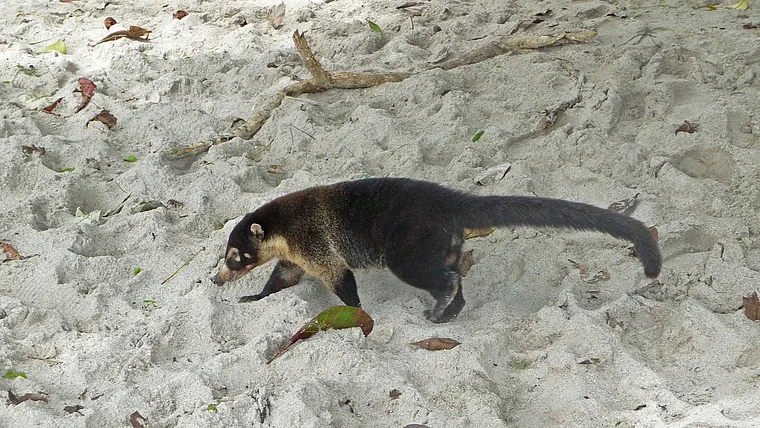 Costa Rica Nasenbär