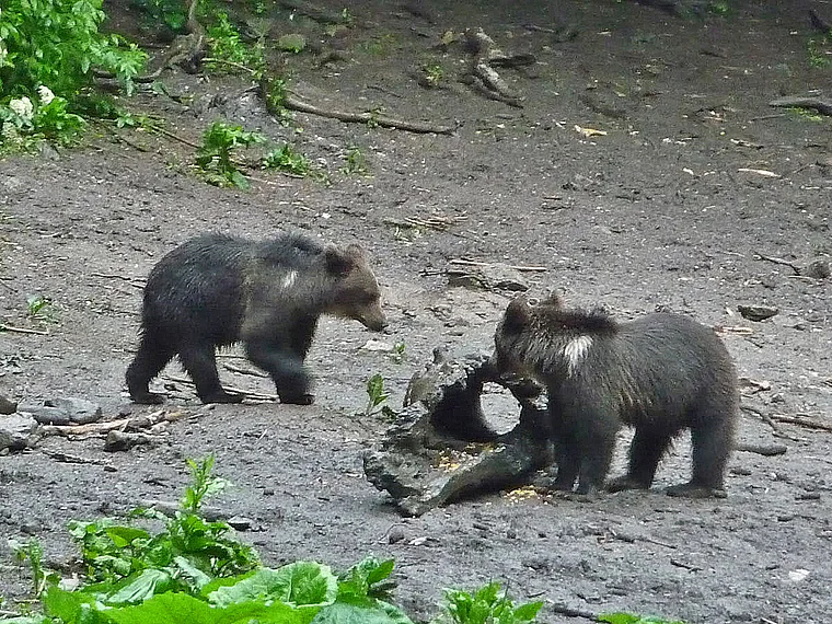 Rumänien Karpaten Bär Komma