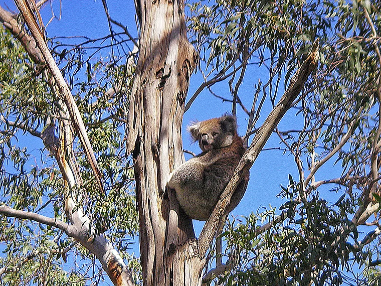 Australiens Otway National Park Koala
