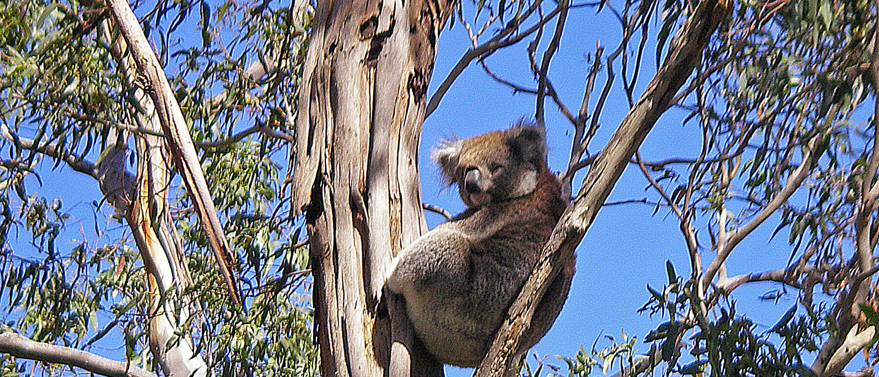 Australiens Otway National Park Koala