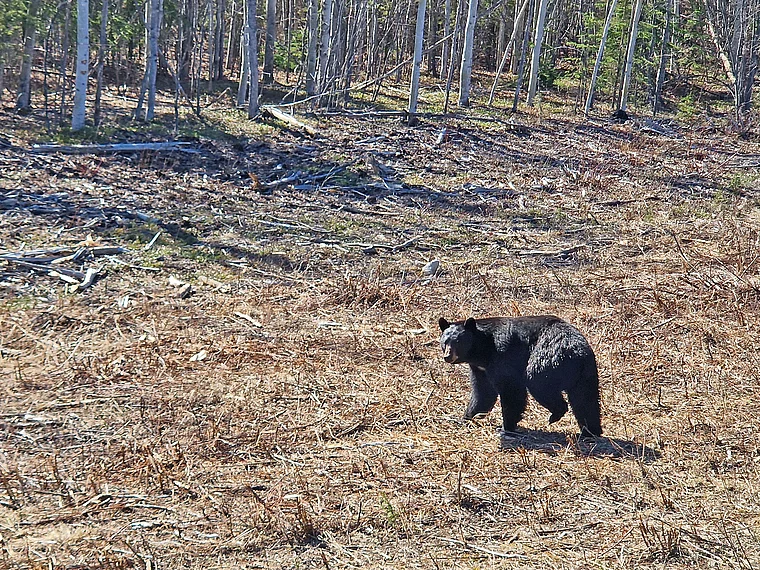 Yukon Schwarzbär