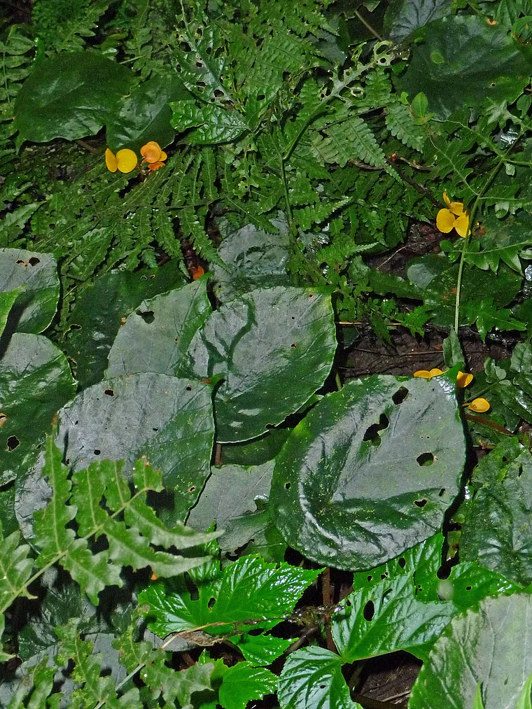 Ruanda Nyungwe National Park Begonien
