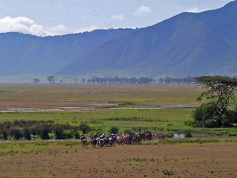 Tansania Ngorongoro Massai mit Rinderherde