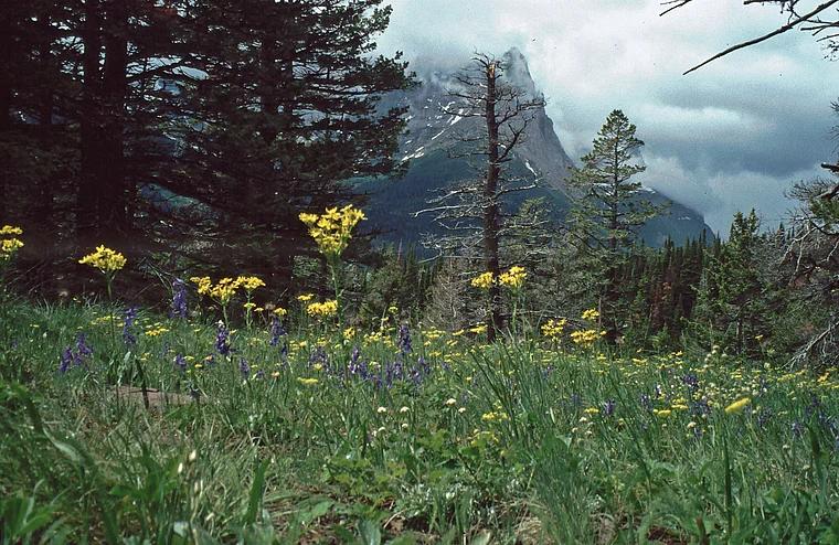 Montana Glacier National Park Blumenwiese