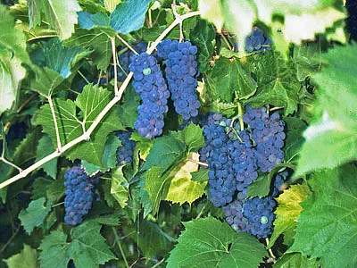 British Columbia Okanagan Weinreben mit blauen Trauben