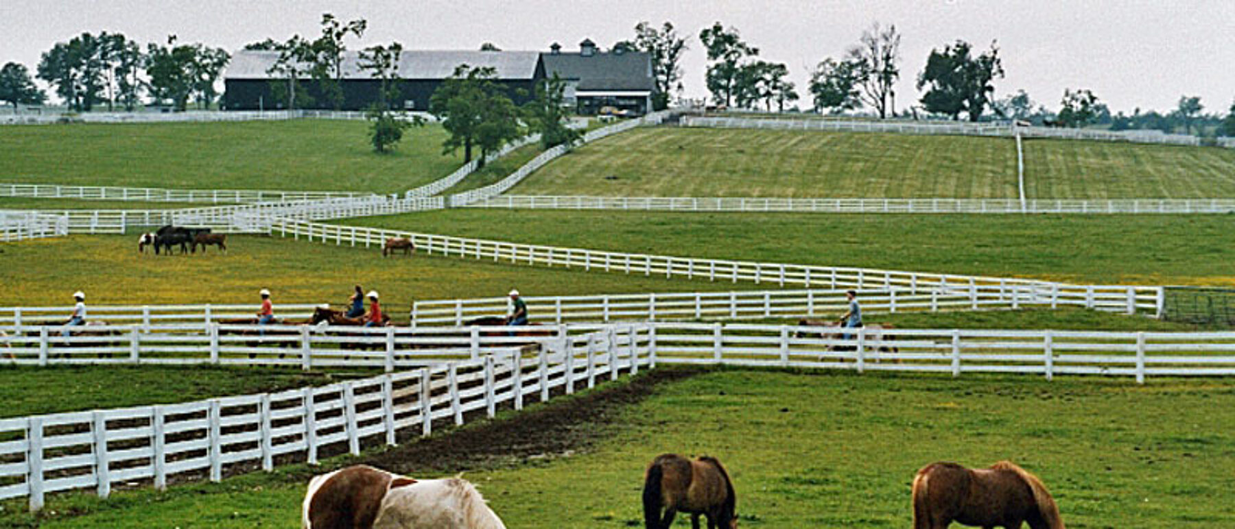 Kentucky Pferde weiße Weidezäune