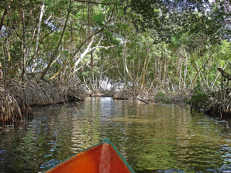 Venezuela Laguna de Tacarigua Mangroven