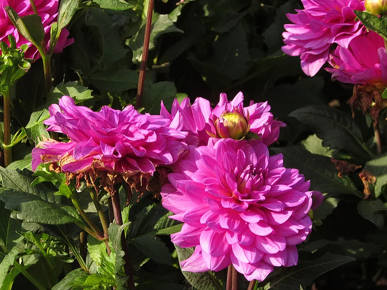 Insel Mainau Dahlien pink
