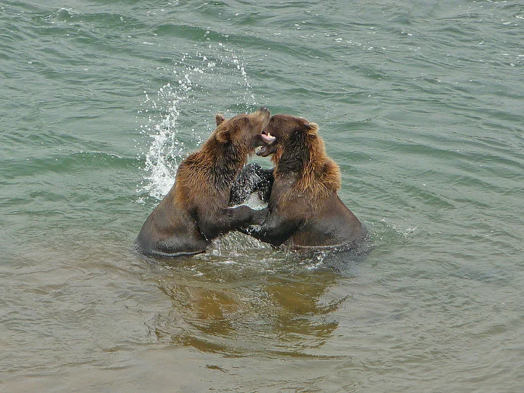 Alaska Katmai Bären kämpfen spielerisch