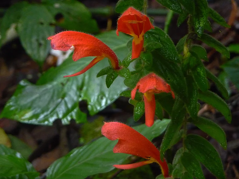 Costa Rica Valle de Orosi leuchtend rote Blüten