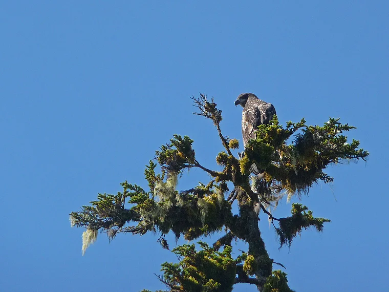 Alaska Heather Bay Seeadler auf Baum