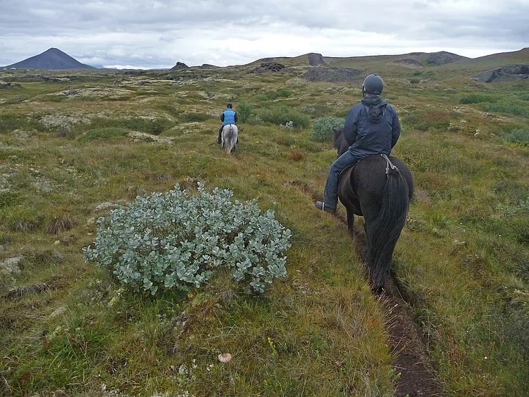 Island Myvatn Reitausflug