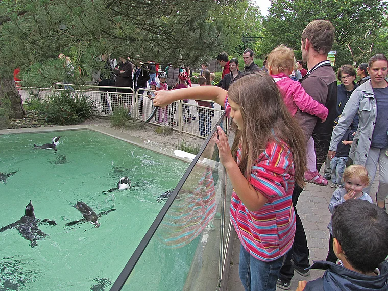 Münster Zoo Pinguine