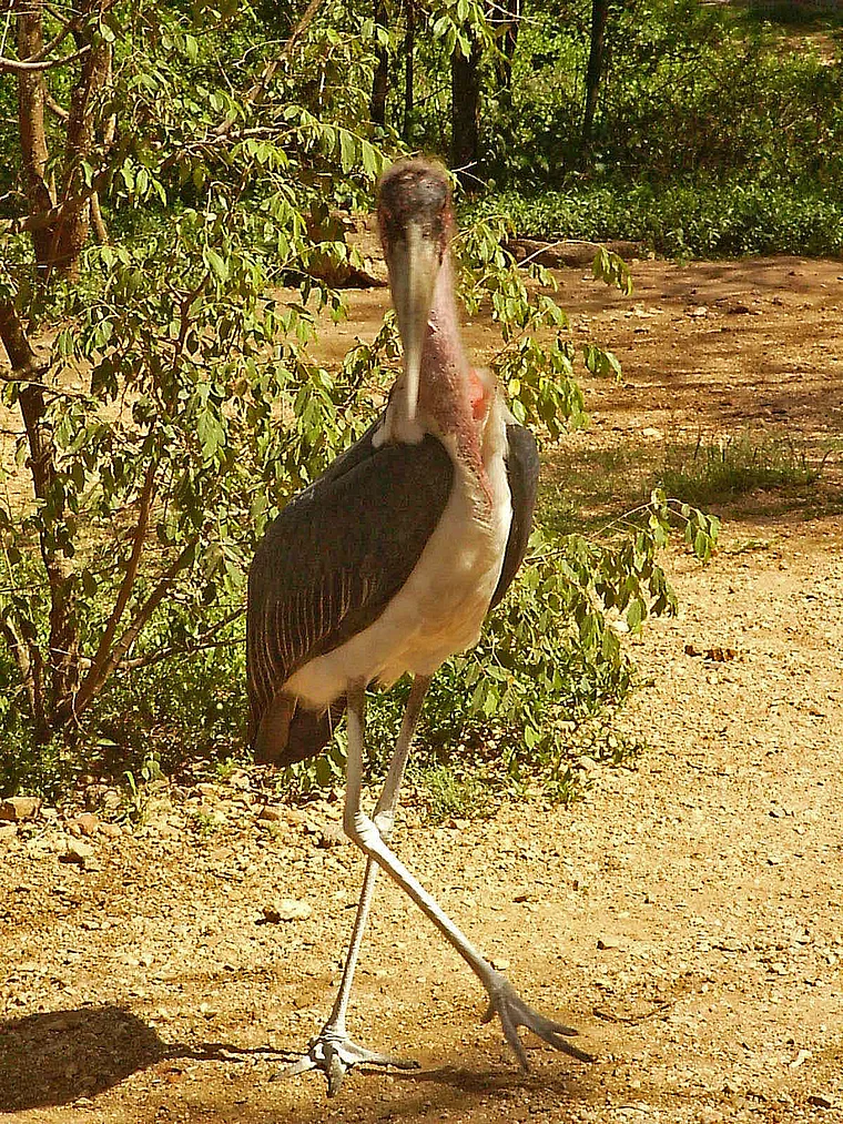 Tansania Marabu groß