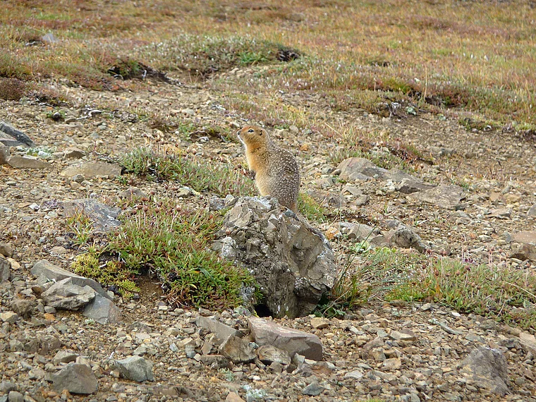 Alaska Denali National Park Erdhörnchen aufgerichtet