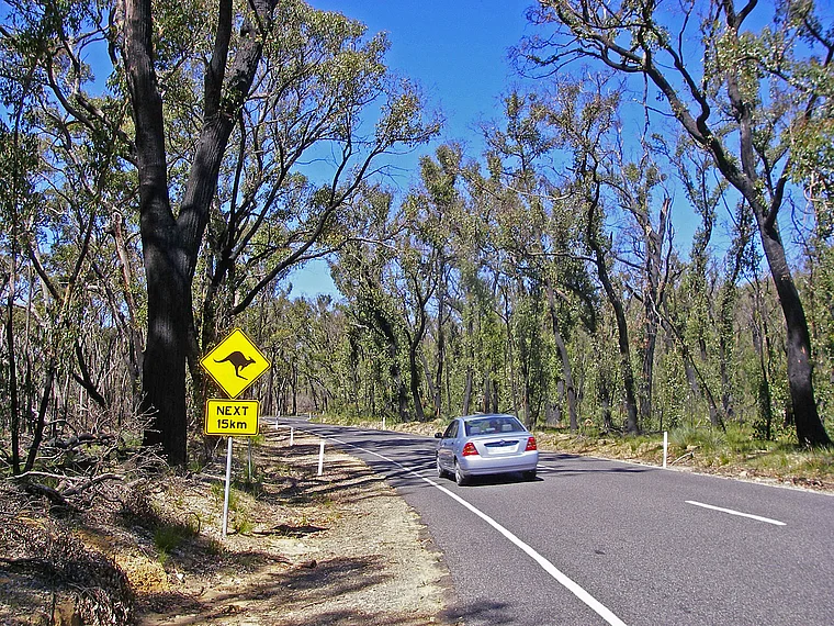 Australien Warnschild vor Kängurus