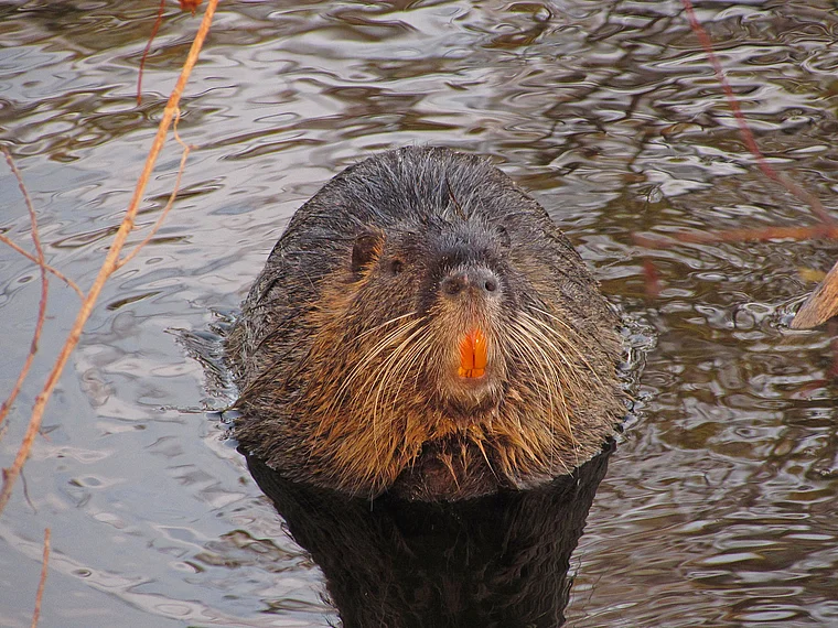 Frankfurt Nutria