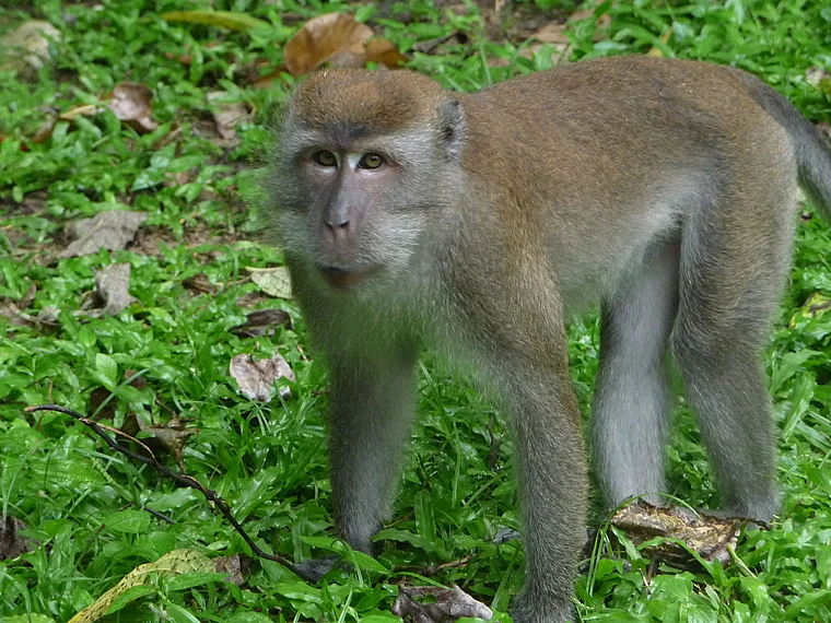 Kuala Lumpur Mont Kiara Park Makake