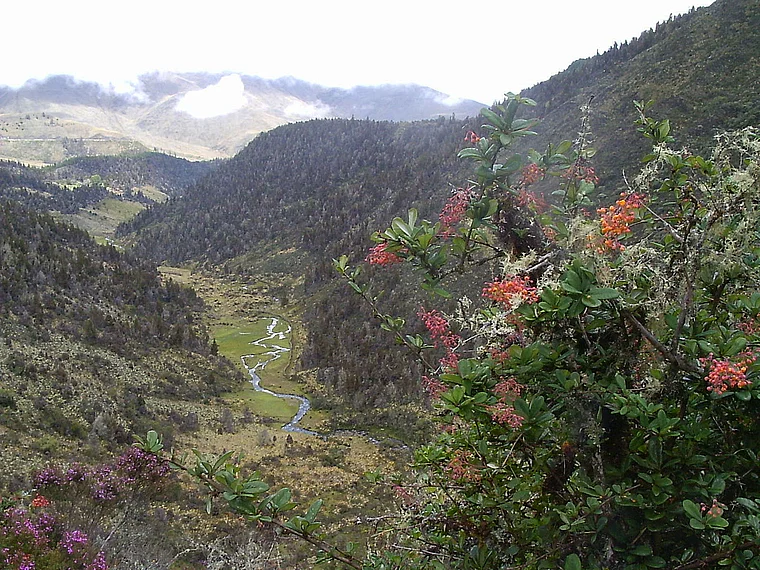 Venezuela Andenregion blühende Sträucher