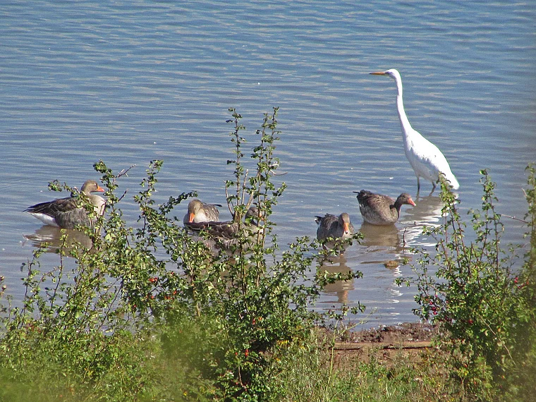 Echzell Naturschutzgebiet Wasservögel