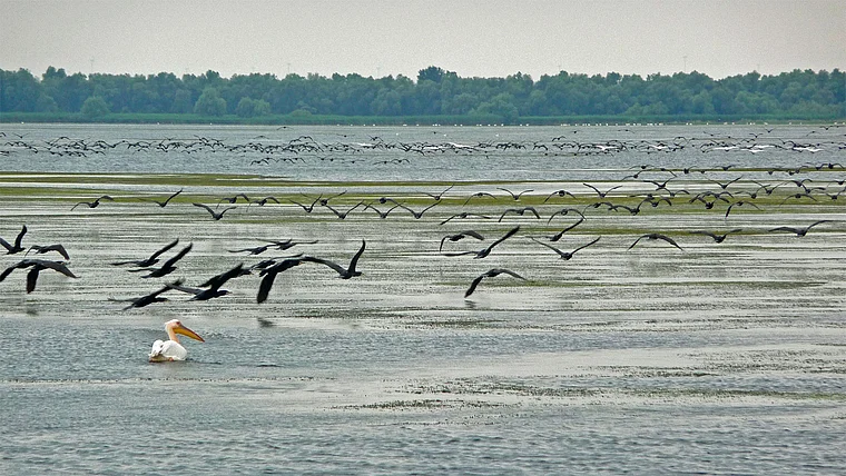 Rumänien Donau Delta Schwarm Kormorane