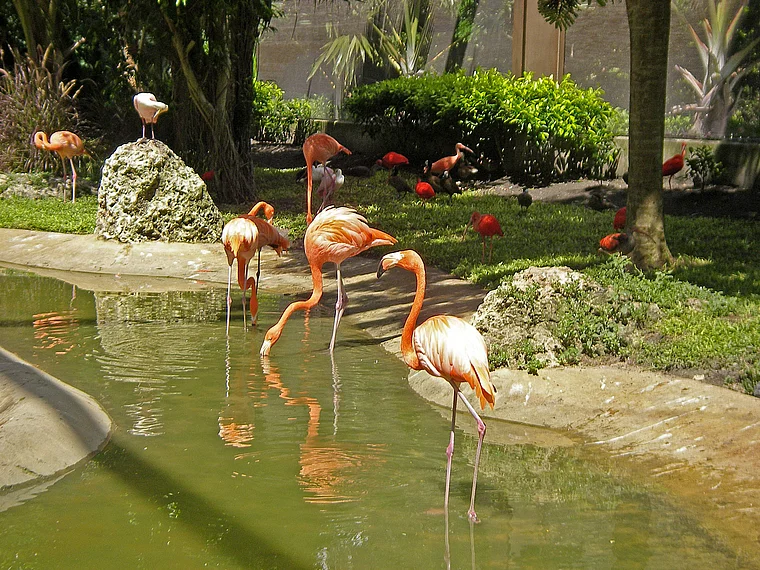 Barbados National Botanic Gardens Flamingos