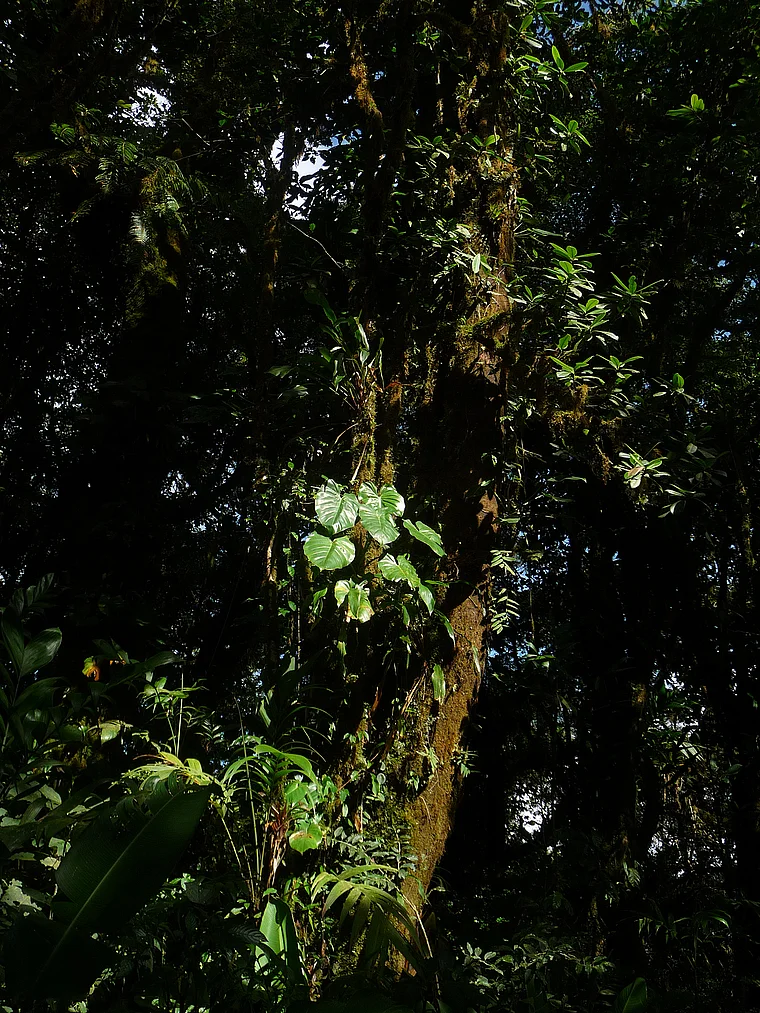 Costa Rica Monteverde dichtes Laubwerk