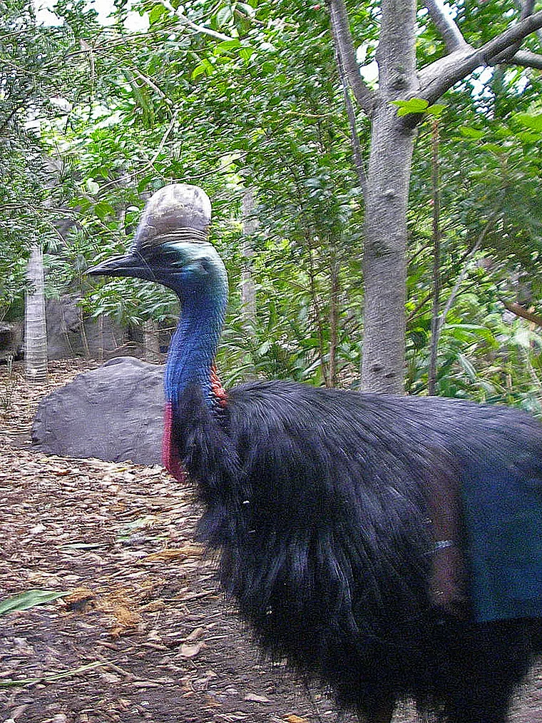 Sydney Wildlife World Helmkasuar