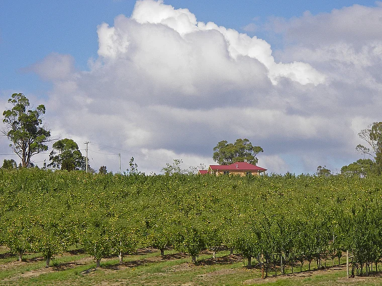 Tasmanien Apfelplantage