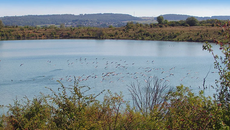 Echzell Teufelsee Vogelschwarm