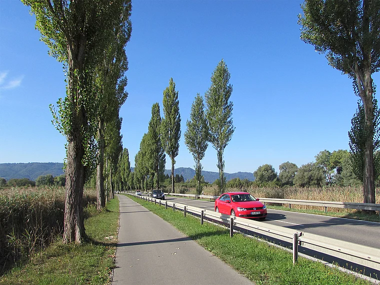 Pappelallee bei Moos Bodensee