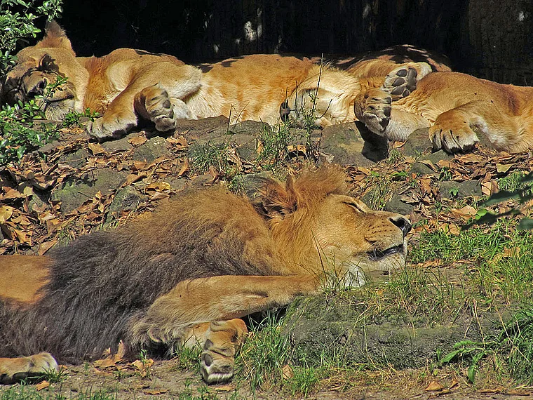 Münster Zoo Löwen