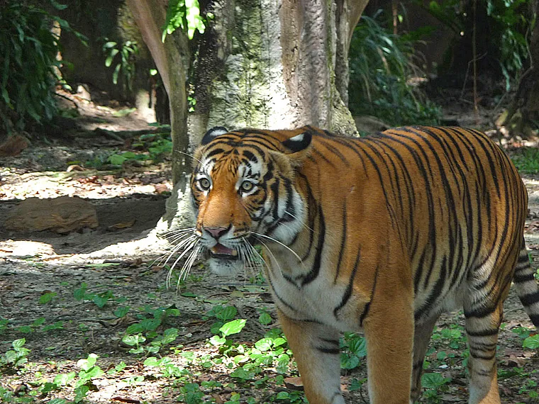 Kuala Lumpur Zoo Malaysischer Tiger