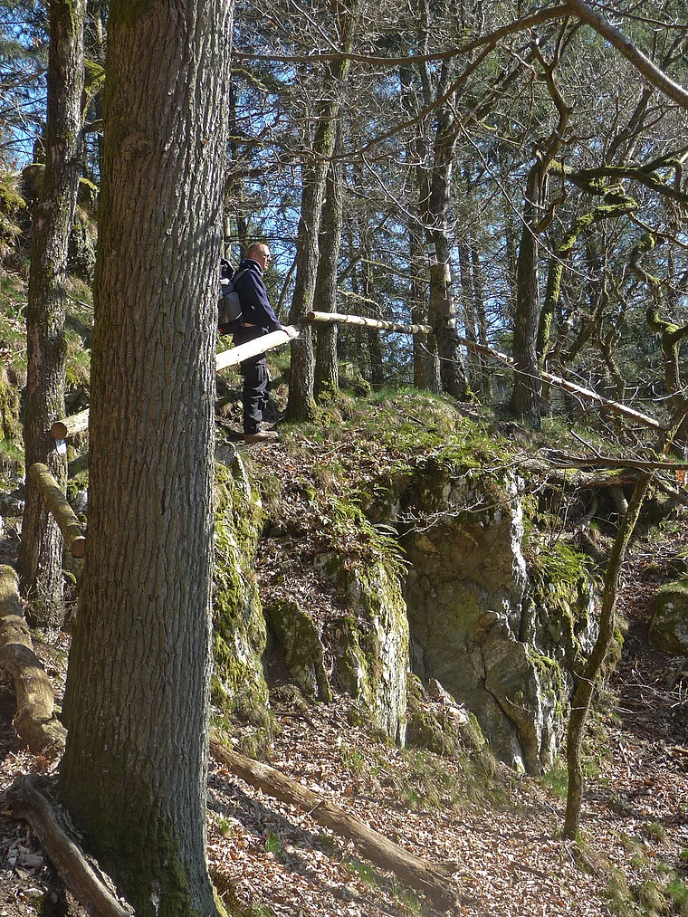 Saar-Hunsrück-Steig Wald bei Riveris