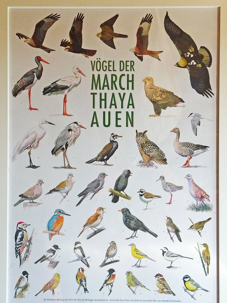 Weinviertel Hohenau Vogelarten Grafik