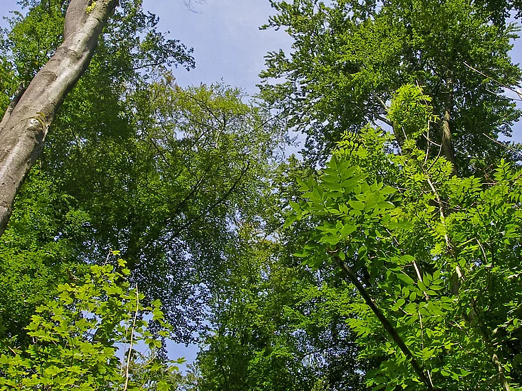 Elm Buchenwald Baumkronen