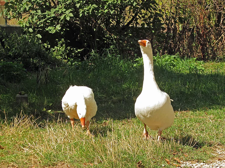Domäne Hohentwiel Gänse