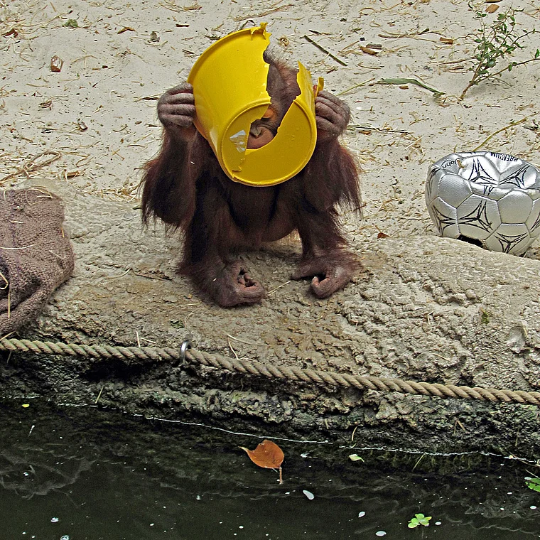 Münster Zoo Orang Utan Baby