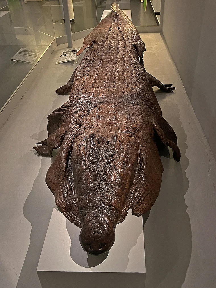 Offenbach Ledermuseum Krokodil