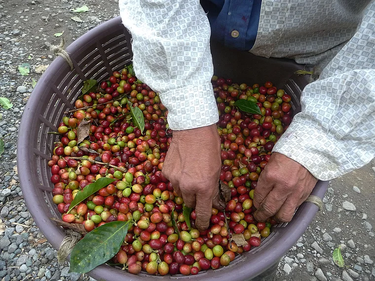 Costa Rica Valle de Orosi gepflückte Kaffeekirschen im Korb