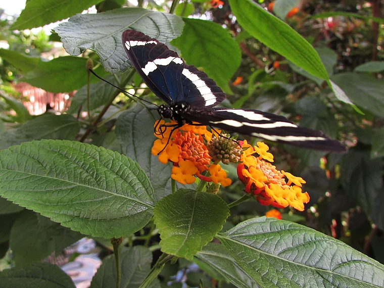 Insel Mainau Schmetterling