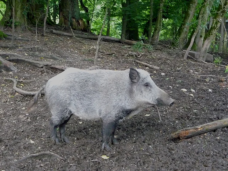 Kissing Bayern Gut Mergenthau Wildschwein