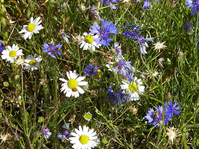 Hunsrück Blumenwiesen mit Kornblumen und Kamille