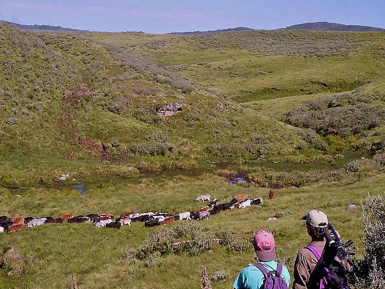 Tansania Ngorongoro Touristen vor Rinderherde