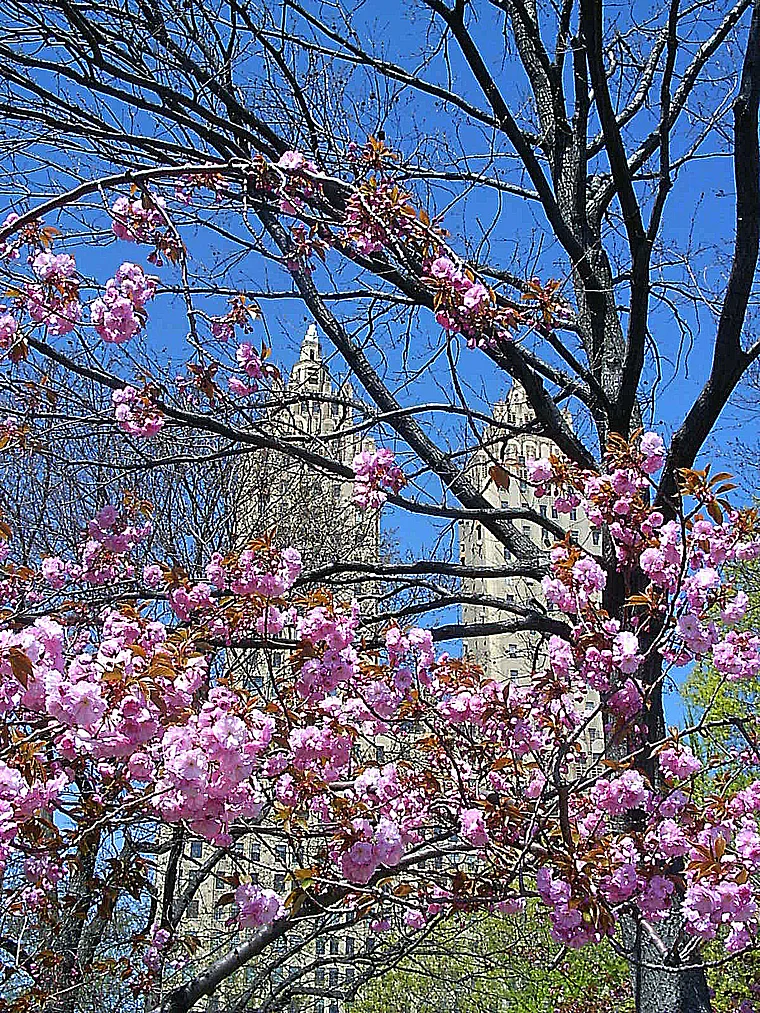 New York Central Park Kirschblüte