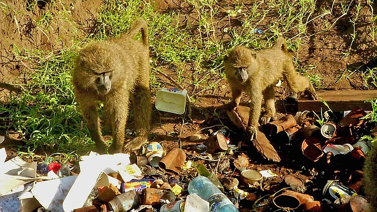 Tansania Serengeti Paviane auf Müllhalde