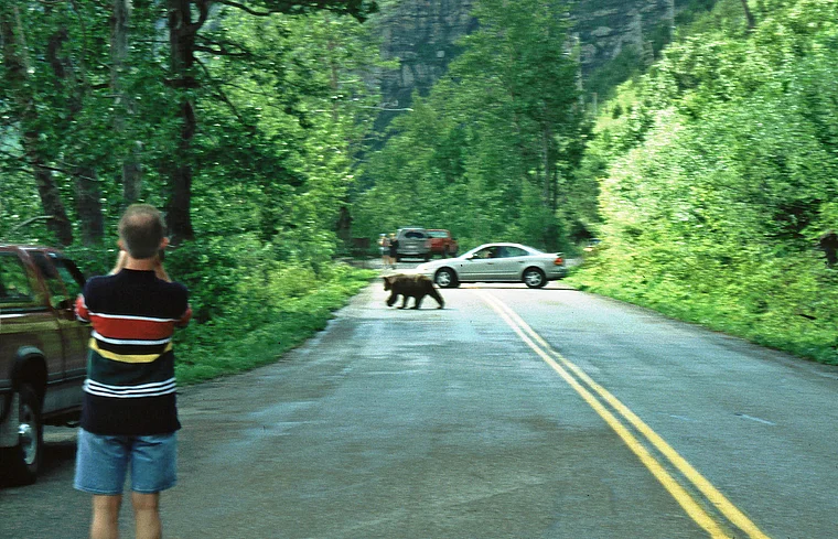 Montana Glacier National Park Bär auf Straße
